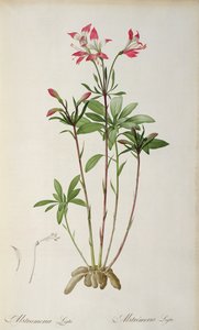 Alstraemeria Ligtu, aus 