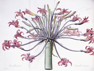 Amaryllis Josephina, 1802-1816 von Pierre Joseph Redouté