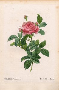 Andre Du Ponts Rose, Rosa gallica. Handkolorierter Kupferstich aus Pierre Joseph Redoutés „Les Roses“ von Pierre Joseph Redouté