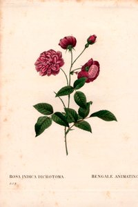Rosa chinensis Hybrid, Bengalische Rose. Handkolorierter Kupferstich aus Pierre Joseph Redoutés „Les Roses“, Paris