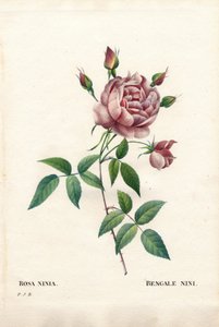 Bengalische Nini-Rose, Rosa indica ninia. Handkolorierter Kupferstich aus Pierre Joseph Redoutés „Les Roses“ von Pierre Joseph Redouté