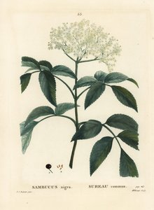 Schwarzer Holunder oder Europäischer Holunder, Sambucus nigra. Handkolorierter Stich von Miss Brenet nach einer Illustration von Pierre-Joseph Redouté aus Henri Louis Duhamel du Moncels 