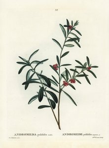 Sumpfrosmarin, Andromeda polifolia. Handkolorierte Punktstichgravur nach einer Illustration von Pierre-Joseph Redouté aus Henri Louis Duhamel du Monceau