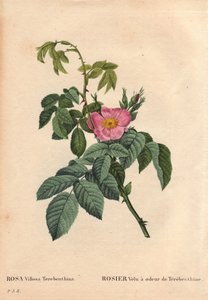 Botanische Tafel, Blume, Rose Sorte: Haarige Rose mit dem Geruch von Terpentin (Rosa Villosa Terebenthina). In „Les Roses“, Band 2 von Pierre Joseph Redoute (1759-1840)