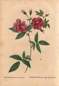 Botanische Tafel, Blume, Rosensorte: Hudson-Rose mit kletternden Stängeln (Rosa hudsoniana scandens). Aus Nordamerika. In „Les Roses“, Band 2 von Pierre Joseph Redoute (1759-1840) von Pierre Joseph Redouté