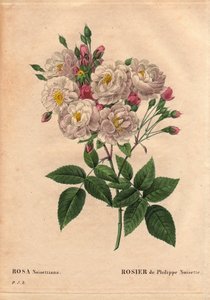 Botanische Tafel, Blume, Rosenvarietät: Rose von Philippe Haselnuss (Rosa noisettiana). Hybridsorte der Rose moschata chinensis, gezüchtet in den Vereinigten Staaten von John Champney und 1814 von Philippe Noisette nach Frankreich eingeführt. In „Les Roses von Pierre Joseph Redouté
