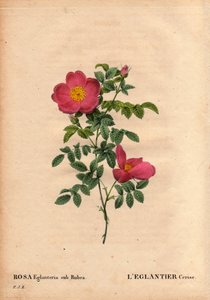 Botanische Tafel, Blume, Rose Sorte: Die Kirsch-Eglantine (Rosa eglanteria sub rubra) verzeichnet in den Gewächshäusern von Monsieur Vilmorin, um 1820 und gewonnen aus den Samen der gelben Rose foetida. In „Les Roses“, Band 2 von Pierre Joseph Redoute