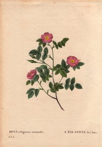 Botanische Tafel, Blume, Rosenvarietät: Die Eglantine des Waldes, aus Les Roses, Band 2 von Pierre Joseph Redoute