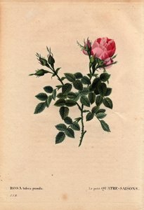 Botanische Tafel, Blume, Rosenvarietät: Die kleine Vier-Jahreszeiten-Rose (Vier Jahreszeiten). In Latein: Rosa bifera pumila, kultiviert von Monsieur Noel, Paris, Frankreich, vor 1824. In „Les Roses“, Band 2 von Pierre Joseph Redouté (1759-1840) von Pierre Joseph Redouté
