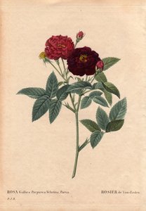 Botanische Tafel, Blume, Rosenvarietät: Van Eeden Rose (Rosa Gallica Purpurea Velutina Parva). Kultiviert in den Niederlanden von Van Eeden vor 1810. In „Les Roses“, Band 2 von Pierre Joseph Redouté (1759-1840)