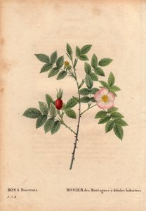 Botanische Tafel, Blume, Rosenvarietät: Bergrose mit bidentierten Blättchen (Rosa Biserrata). Gesammelt von Doktor Merat vor 1812 am Mont Valerien bei Paris, Frankreich. In „Les Roses“, Band 2 von Pierre Joseph Redouté (1759-1840)
