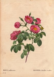 Botanische Tafel, Blume, Rosenvarietät: Rose mit weichen Blättern. (Rosa mollissima flora submultiplici). Rosa mollis Varietät, vor 1821. In „Les Roses“, Band 2 von Pierre Joseph Redouté (1759-1840)