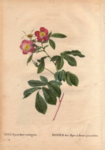 Botanische Tafel, Blume, Rose Sorte: Rose der Alpen mit variegato Blüten (Rosa alpina flora variegato). Eingeführt in Frankreich um 1813 von Poilpre. In „Les Roses“, Band 2 von Pierre Joseph Redoute (1759-1840)