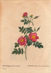 Botanische Tafel, Blume, Rosensorte: Rose Rust hat halbgefüllte Blüten (Rosa rubiginosa flora semi pleno), gewonnen aus Samen und gezüchtet von P.J. Redoute um 1806. In „Les Roses“, Band 2 von Pierre Joseph Redoute (1759-1840) von Pierre Joseph Redouté