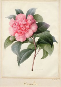 Kamelie