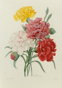 Nelken, aus "Choix des Plus Belles Fleurs", ca. 1833 von Pierre Joseph Redouté