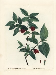 Carolina-Gewürzstrauch oder östlicher Süßstrauch, Calycanthus floridus var. glaucus (Calycanthus nanus). Handkolorierte Punktstichgravur von Du Ruisseau nach einer Illustration von Pierre-Joseph Redoute aus Henri Louis Duhamel du Moncels 