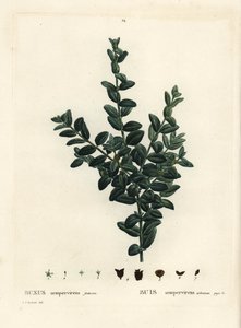 Gewöhnlicher Buchsbaum, Europäischer Buchsbaum oder Buchsbaum, Buxus sempervirens fruticosa. Handkolorierte Punktstichgravur nach einer Illustration von Pierre-Joseph Redouté aus Henri Louis Duhamel du Moncels „Traité des Arbres et Arbustes“, Paris von Pierre Joseph Redouté