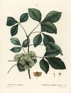 Hopfenbaum, Ptelea trifoliata. Handkolorierter Stich von Mixelle l