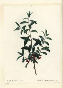 Dahoon-Stechpalme oder Cassina, Ilex cassine. Handkolorierter Stich von Coqueret nach einer Illustration von Pierre-Joseph Redouté aus Henri Louis Duhamel du Moncels „Traité des Arbres et Arbustes“, Paris