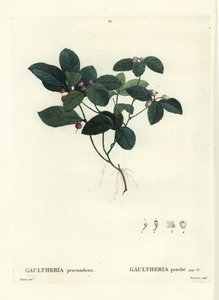 Östliche Teebeere, Scheinbeere oder Scharlachbeere, Gaultheria procumbens. Handkolorierter Stich von Tassaert nach einer Illustration von Pierre-Joseph Redouté aus Henri Louis Duhamel du Moncels „Traité des Arbres et Arbustes“, Paris von Pierre Joseph Redouté