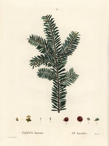 Europäische Eibe, Taxus baccata. Handkolorierter Stich nach einer Illustration von Pierre-Joseph Redouté aus Henri Louis Duhamel du Moncels „Traité des Arbres et Arbustes“, Paris