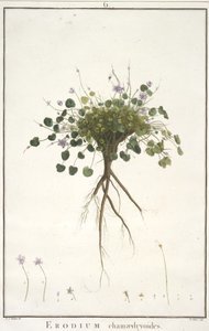 Erodium chamaedryoides, aus Geraniologia, seu Erodii, Pelargonii, Monsoniae et Grieli historia iconibus illustrata, 1787-88