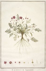 Erodium supracanum, aus Geraniologia, seu Erodii, Pelargonii, Monsoniae et Grieli historia iconibus illustrata, 1787-88 von Pierre Joseph Redouté