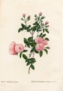 Fleischrosa Multiflora, Rosa multiflora var. carnea, Rosier Multiflora mit carnea Blumen von Pierre Joseph Redouté