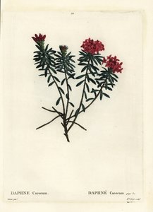 Girlandenblume Rosengold-Daphne, Daphne cneorum. Handkolorierte Punktstichgravur von Miss Rolet nach einer Illustration von Pierre-Joseph Redouté aus Henri Louis Duhamel du Moncels „Traité des Arbres et Arbustes“, Paris von Pierre Joseph Redouté