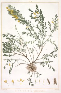 Genista pedunculata, aus Stripes Novae aut Minus Cognitae, 1784 von Pierre Joseph Redouté