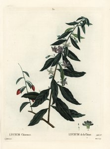 Goji-Beere oder Chinesischer Bocksdorn, Lycium chinense von Pierre Joseph Redouté