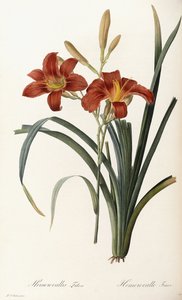 Hemerocallis Fulva - Taglilie