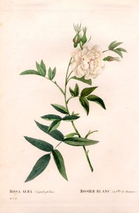 Hanfblättrige weiße Rose, Rosa alba var. cannabifolia, weiße Rose mit Hanfblättern. Handkolorierte Punktkupferstich aus Pierre Joseph Redouté