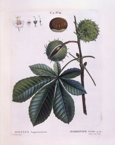 Rosskastanie (Aesculus hippocastanum), Henry Louis Duhamel du Monceau, botanische Tafel von Pierre Joseph Redouté