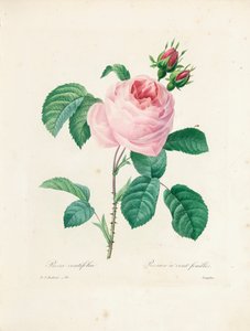 Hundertblättrige Rose, graviert von Langlois, aus 