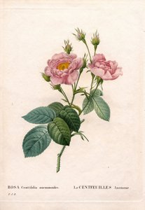 Hundertblättrige Anemonenrose, Rosa centifolia, Sorte La Centfeuilles Anemone von Pierre Joseph Redouté
