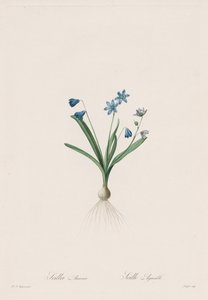 Die Liliengewächse: Scilla amaena