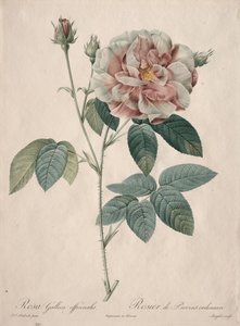Die Rosen: Rosa Gallica von Pierre Joseph Redouté
