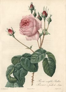 Kopfsalatrose - Radierung von Langlois, nach einer Illustration von Pierre Joseph Redoute von Pierre Joseph Redouté