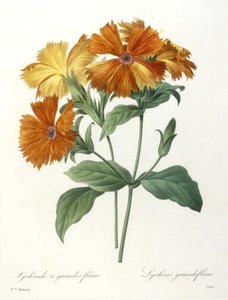 Lychnide a grandes fleurs, Lychnus grandiflora, aus Choix Des Plus Belle Fleurs et des Plus Beaux Fruits, 1827 von Pierre Joseph Redouté