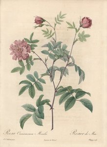 Mairose oder Zimtrose - Radierung von Chapuy, nach einer Illustration von Pierre Joseph Redoute