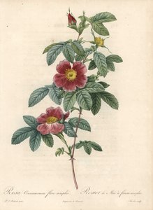 Mairose oder Zimtrose - Radierung von Charlin, nach einer Illustration von Pierre Joseph Redoute