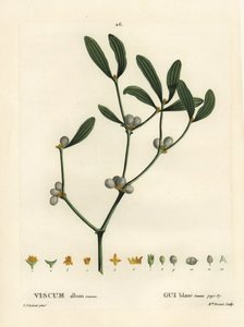 Mistel, Viscum album. Handkolorierte Punktstichgravur von Miss Brenet nach einer Illustration von Pierre-Joseph Redouté aus Henri Louis Duhamel du Moncels „Traité des Arbres et Arbustes“, Paris von Pierre Joseph Redouté