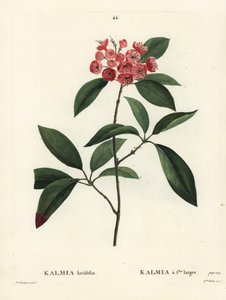 Berglorbeer oder Kalmia latifolia von Pierre Joseph Redouté