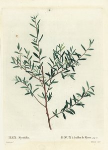Myrten-Stechpalme oder Myrten-Dahoon, Ilex myrtifolia von Pierre Joseph Redouté