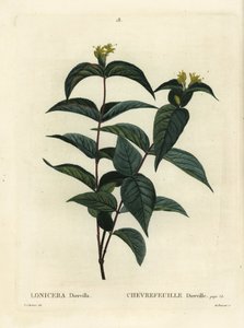 Nördliche Buschgeißblatt, Diervilla lonicera (Lonicera diervilla). Handkolorierter Stich von Du Ruisseau nach einer Illustration von Pierre-Joseph Redouté aus Henri Louis Duhamel du Moncels Traité des Arbres et Arbustes, Paris von Pierre Joseph Redouté