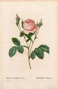 Rosa Vilmorin, Rosa centifolia Vilmorin von Pierre Joseph Redouté