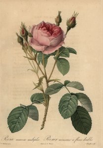 Rosa centifolia f. muscosa, Rosa centifolia f. muscosa von Pierre Joseph Redouté