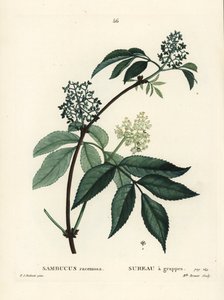 Roter Holunder, Sambucus racemosa. Handkolorierter Stich von Miss Brenet nach einer Illustration von Pierre-Joseph Redouté aus Henri Louis Duhamel du Moncels „Traité des Arbres et Arbustes“, Paris von Pierre Joseph Redouté